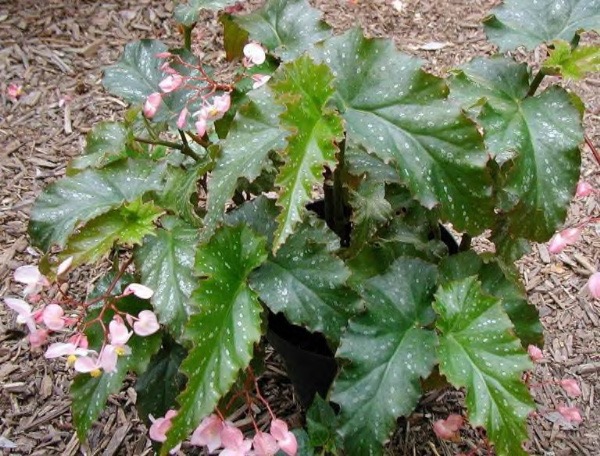 B. ‘Shenandoah’
